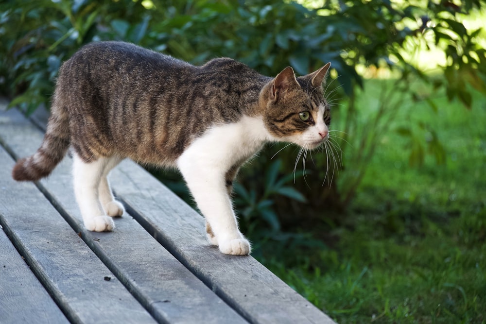 a cat walking across a wooden deck in the grass