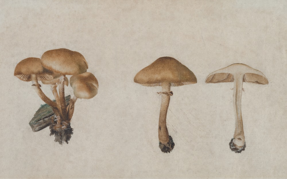 a group of three mushrooms sitting on top of a table
