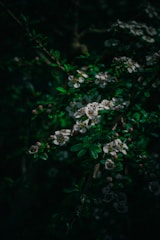 A dark, moody photograph capturing small, white flowers blooming on a branch with lush green leaves. The scene is illuminated in a way that emphasizes the natural patterns and textures of the foliage with subtle light and shadow contrasts.