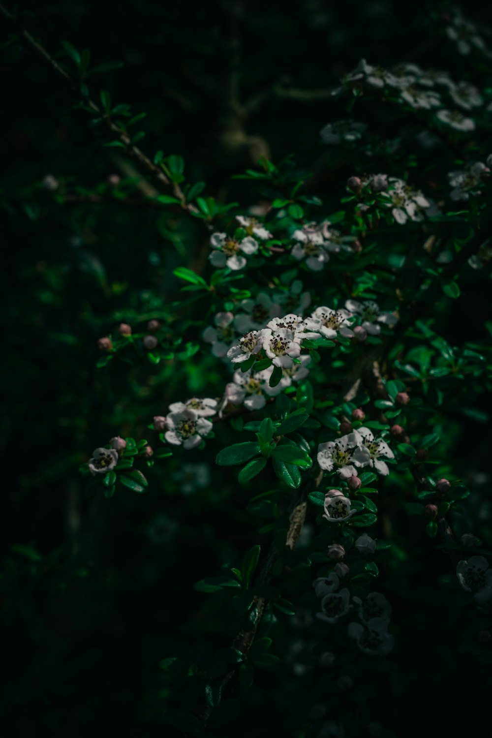 a bunch of flowers that are on a tree