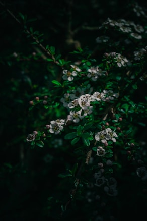 A dark, moody photograph capturing small, white flowers blooming on a branch with lush green leaves. The scene is illuminated in a way that emphasizes the natural patterns and textures of the foliage with subtle light and shadow contrasts.