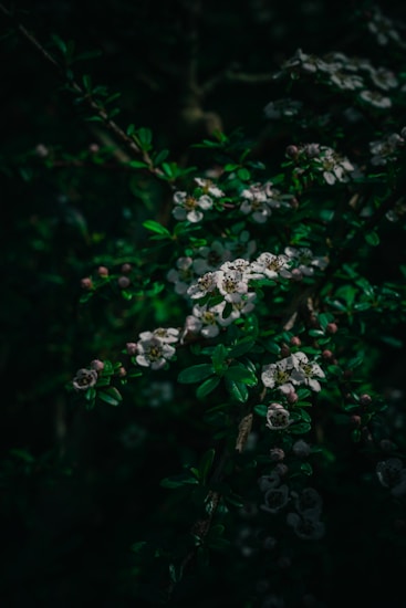 A dark, moody photograph capturing small, white flowers blooming on a branch with lush green leaves. The scene is illuminated in a way that emphasizes the natural patterns and textures of the foliage with subtle light and shadow contrasts.