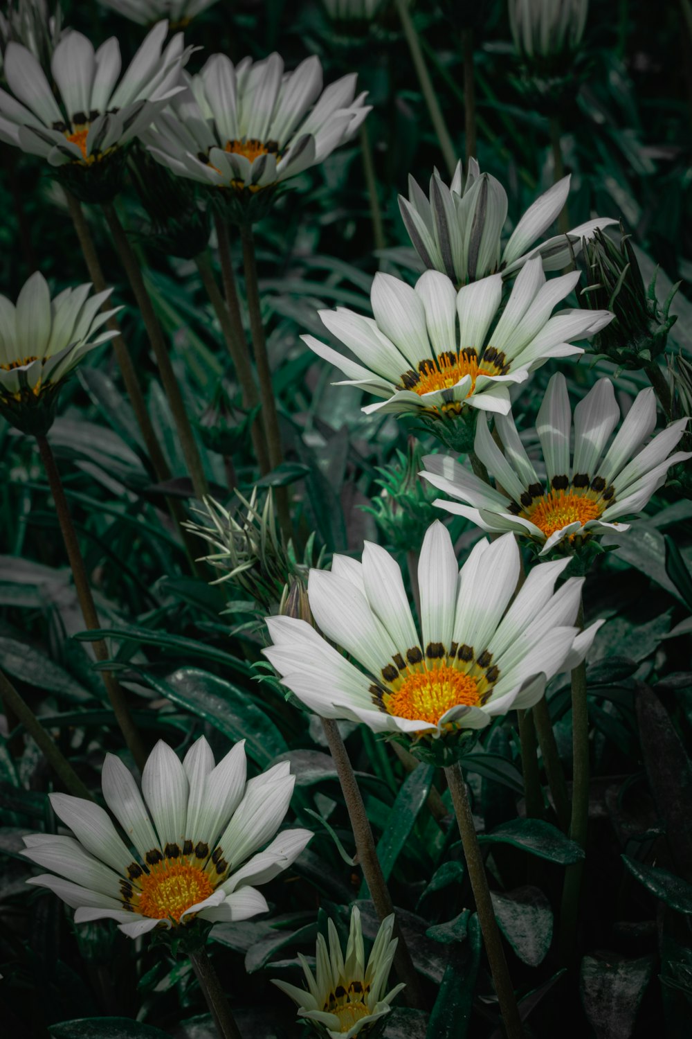 a group of white flowers with yellow centers