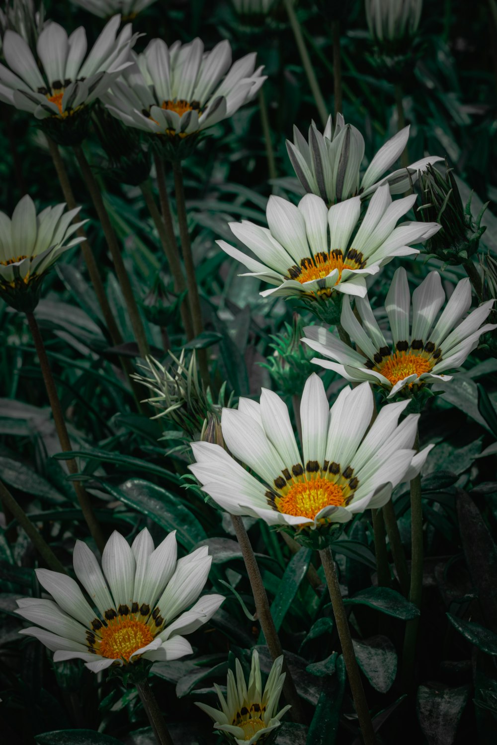 Un grupo de flores blancas con centros amarillos