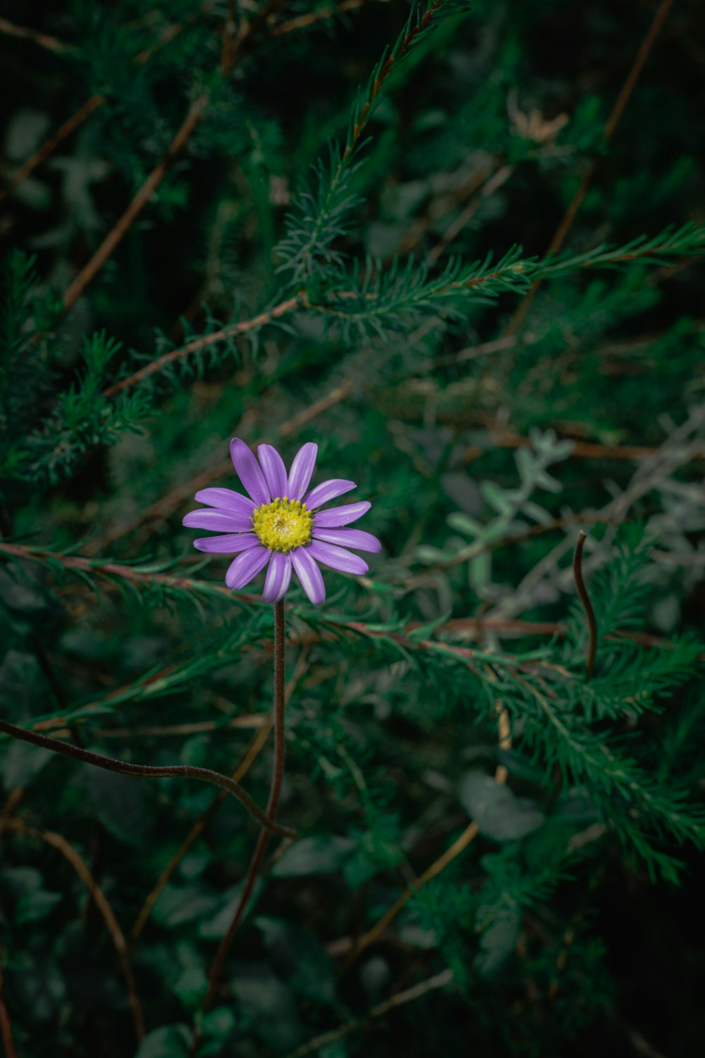 a single purple flower sitting on top of a tree