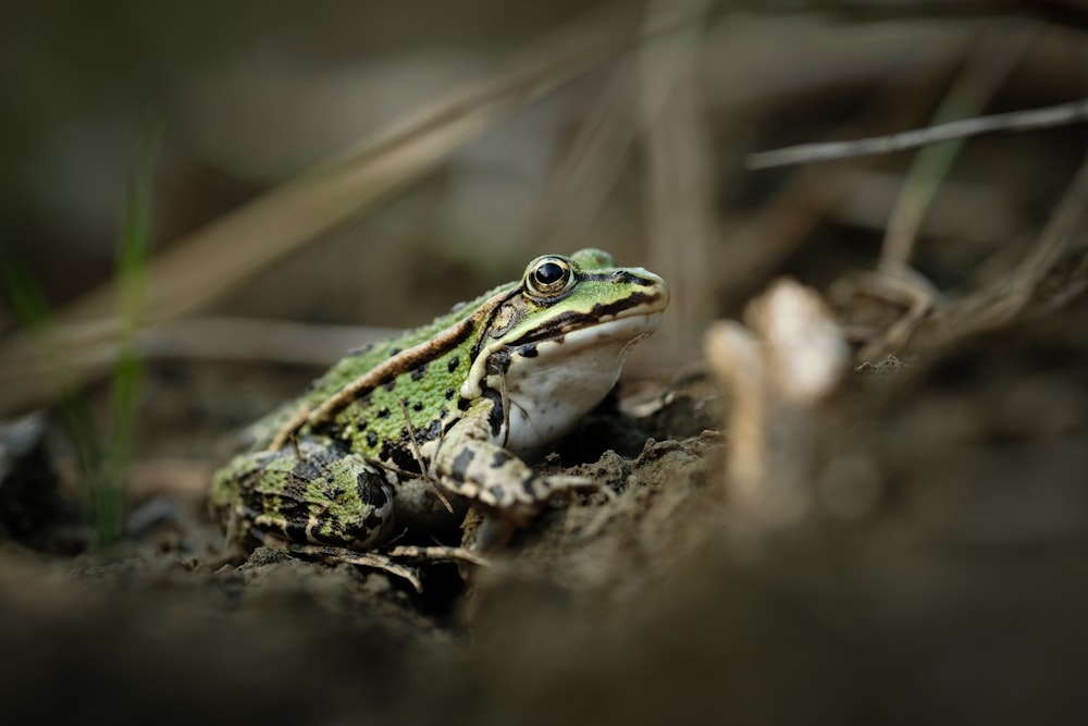 a green and white frog sitting on the ground