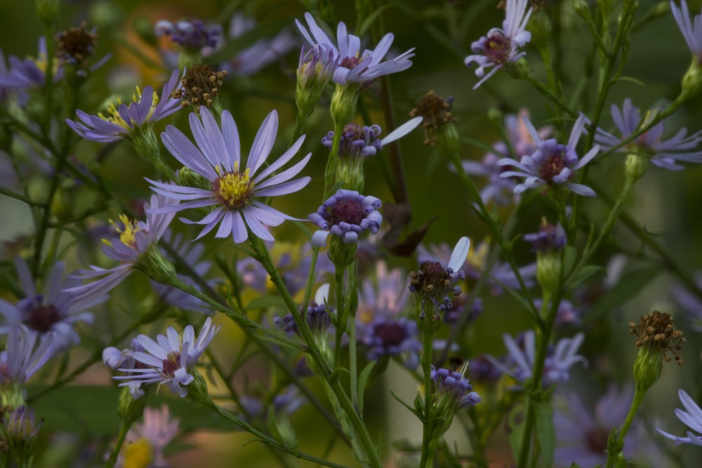 Un mazzo di fiori viola in un campo