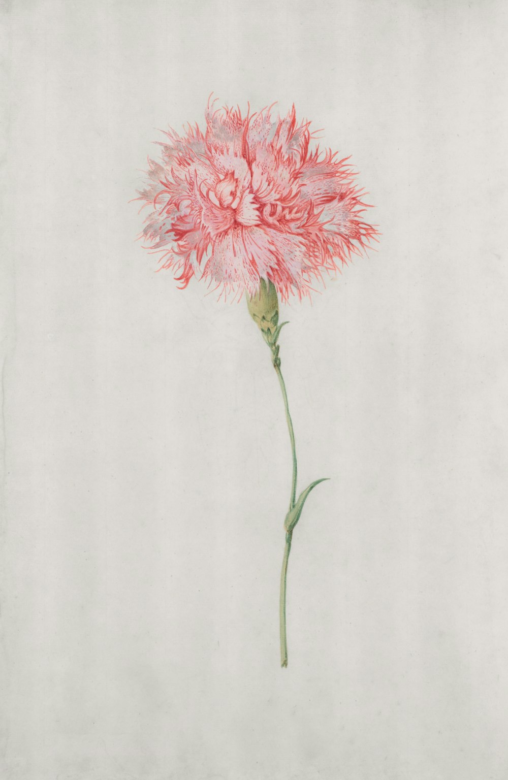 a drawing of a pink flower on a white background