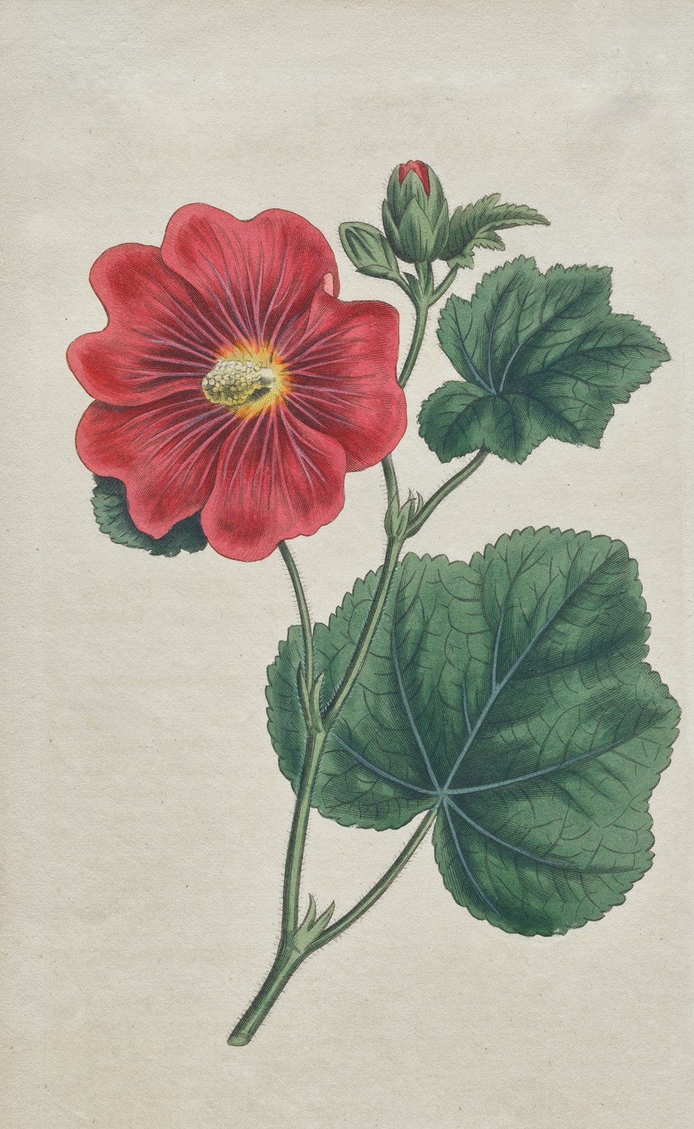 a drawing of a red flower with green leaves