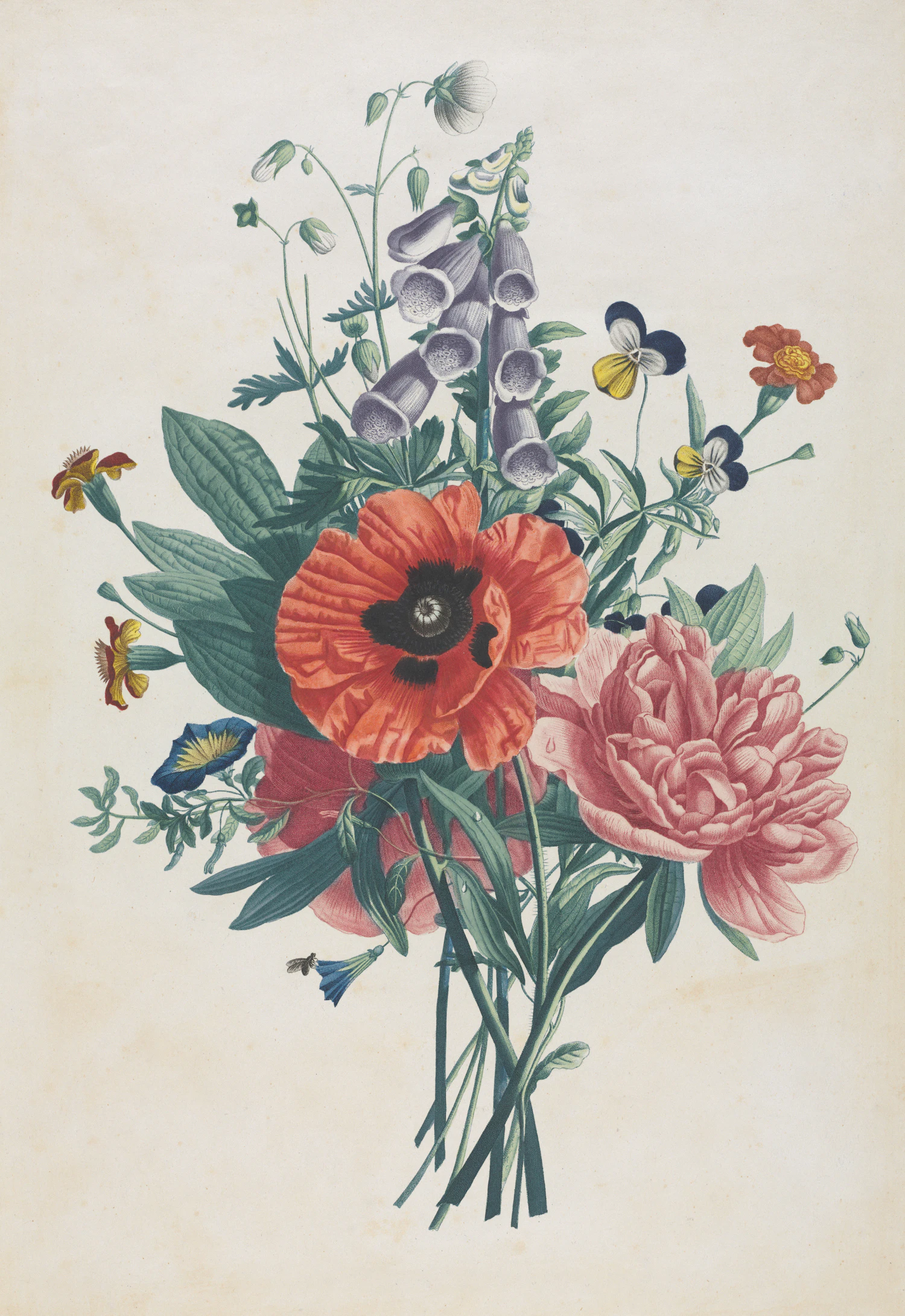 Botanical print of a mixed meadow bouquet with red poppies