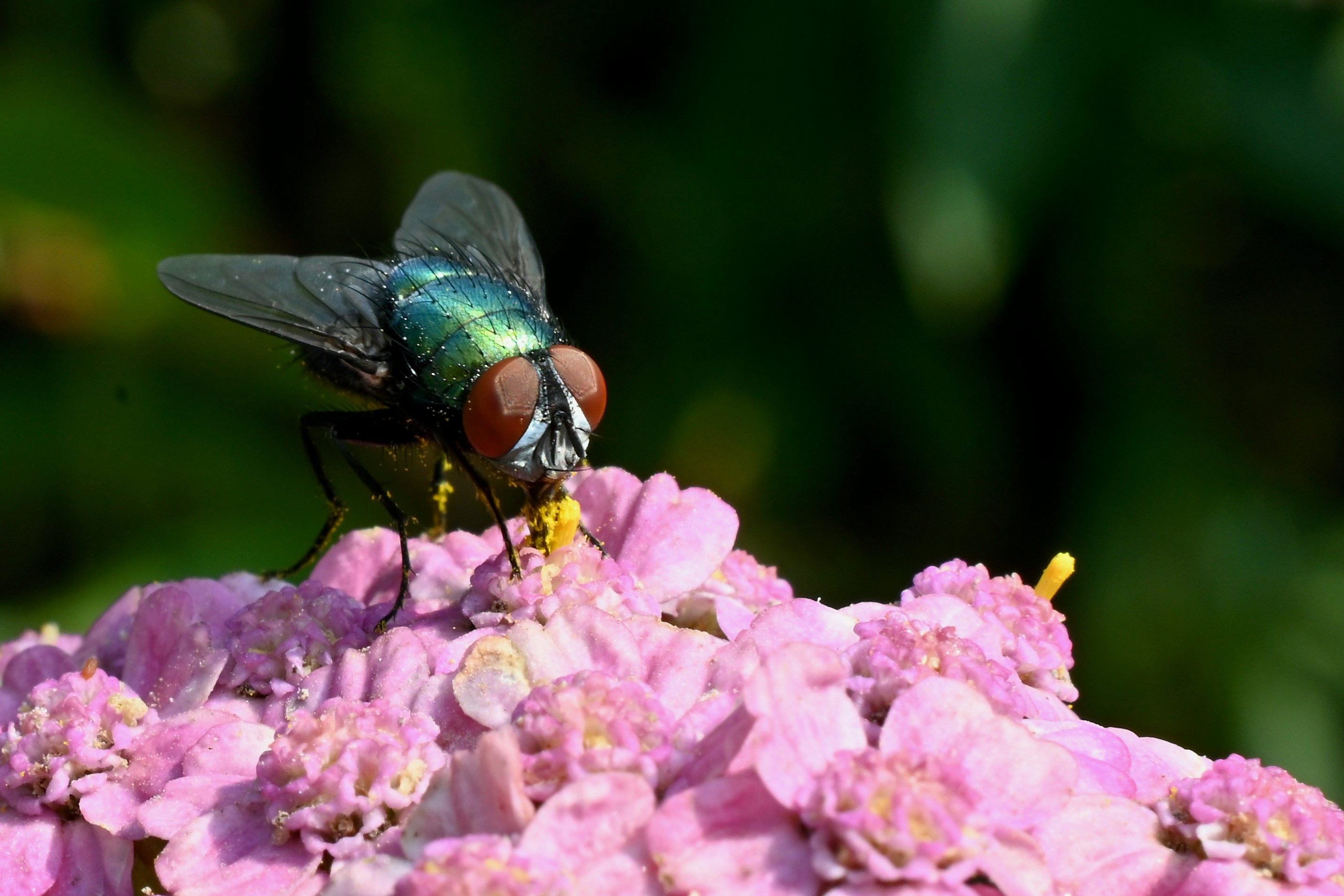 Photo by mlb31415
