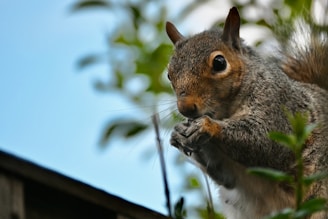 a squirrel sitting on top of a tree branch