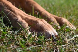 a close up of a dog's paw in the grass
