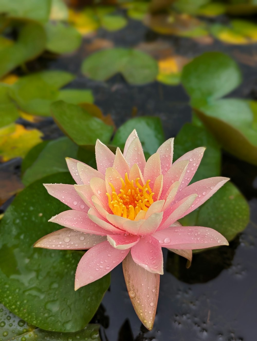 a pink and yellow water lily in a pond