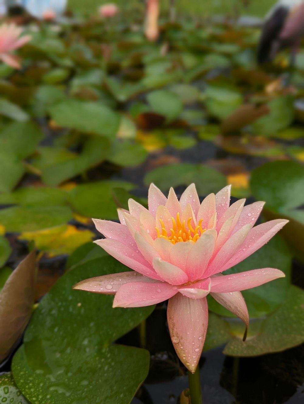 a pink water lily in a pond with lily pads