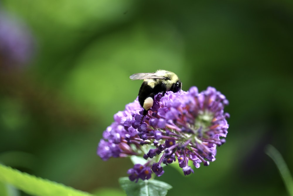 a bee is sitting on a purple flower