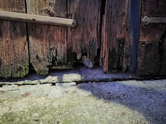 A small animal, likely a mouse or rat, peers cautiously through a hole in an old, weathered wooden door with visible green moss at the bottom. The worn-out door has splintered wood, and the ground appears to be concrete with some cracks.