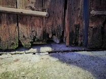A small animal, likely a mouse or rat, peers cautiously through a hole in an old, weathered wooden door with visible green moss at the bottom. The worn-out door has splintered wood, and the ground appears to be concrete with some cracks.