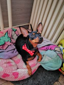 A happy small dog wearing a colorful handmade outfit sitting on a cozy blanket