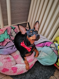 A small dog with a black and tan coat is wearing a red bow tie and sitting on a pile of colorful, fluffy blankets. The blankets have patterns in pink, green, and gray tones. The setting appears to be indoors, possibly near a radiator or heater.