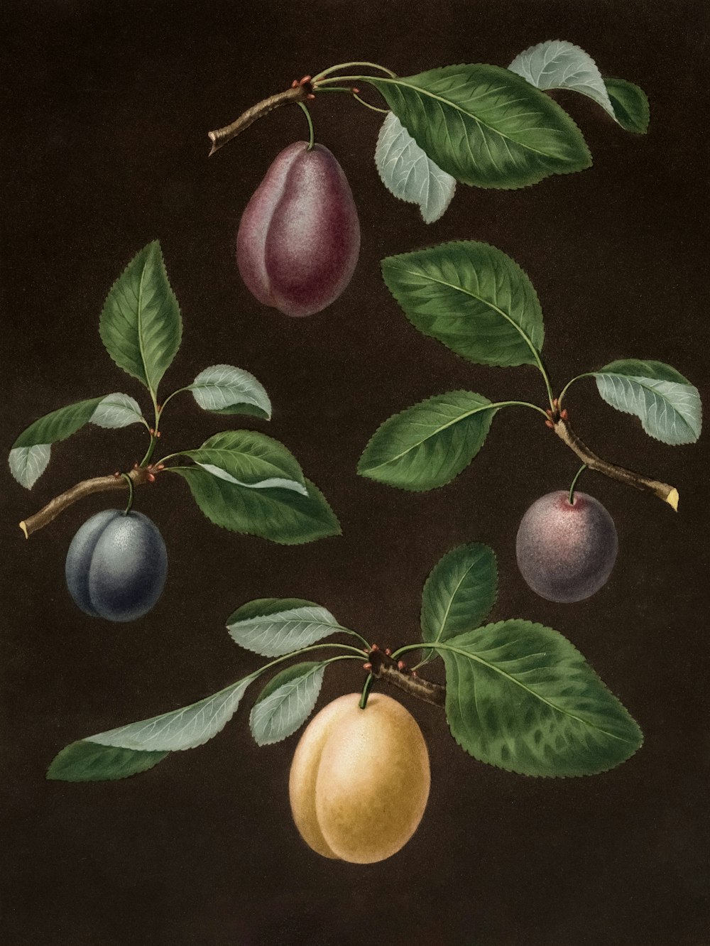 a painting of fruit on a branch with leaves