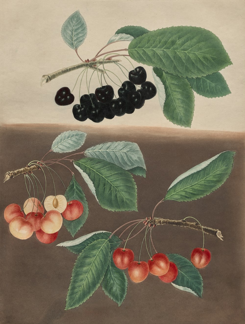 a painting of berries and leaves on a branch