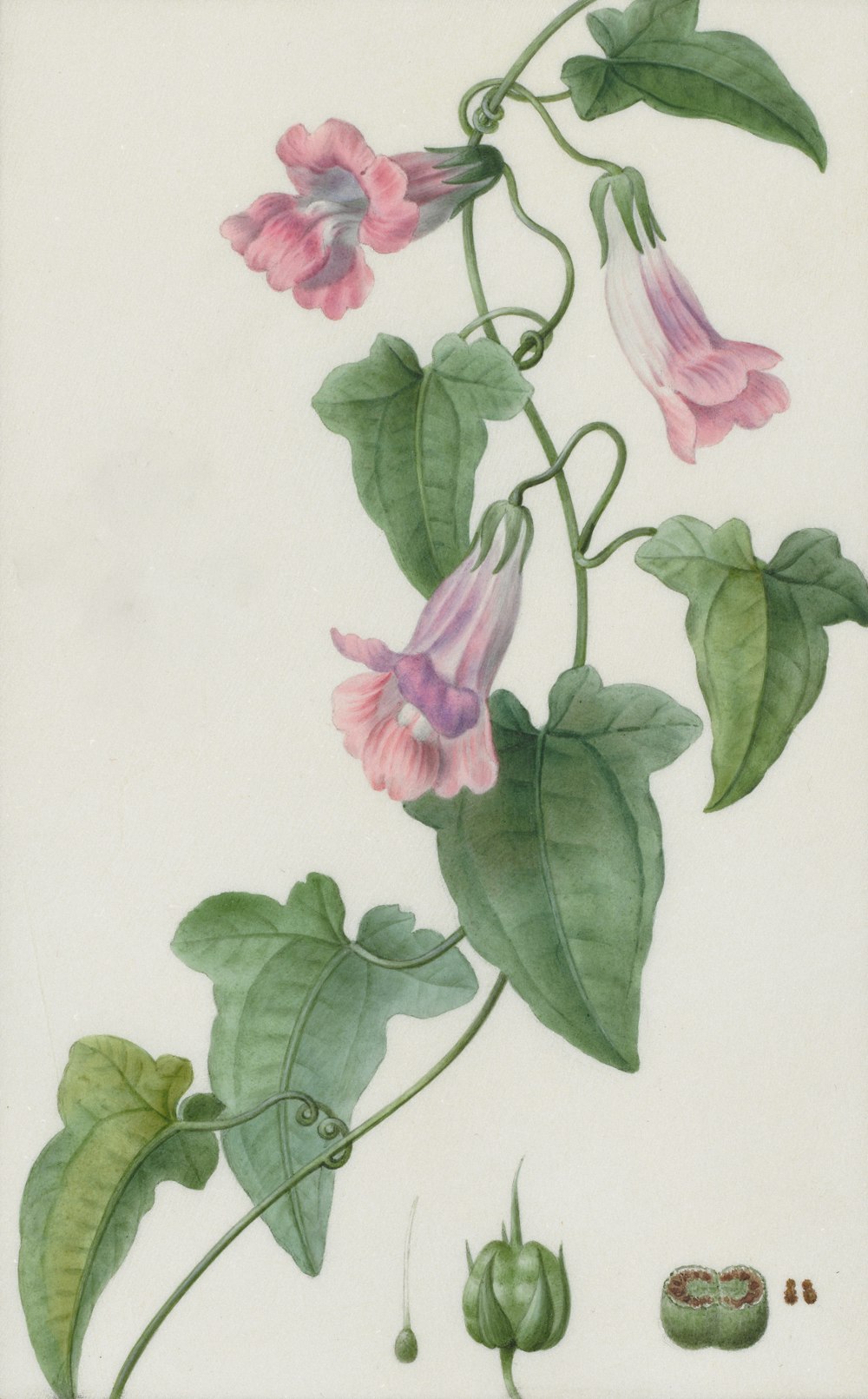 a painting of a plant with pink flowers and green leaves