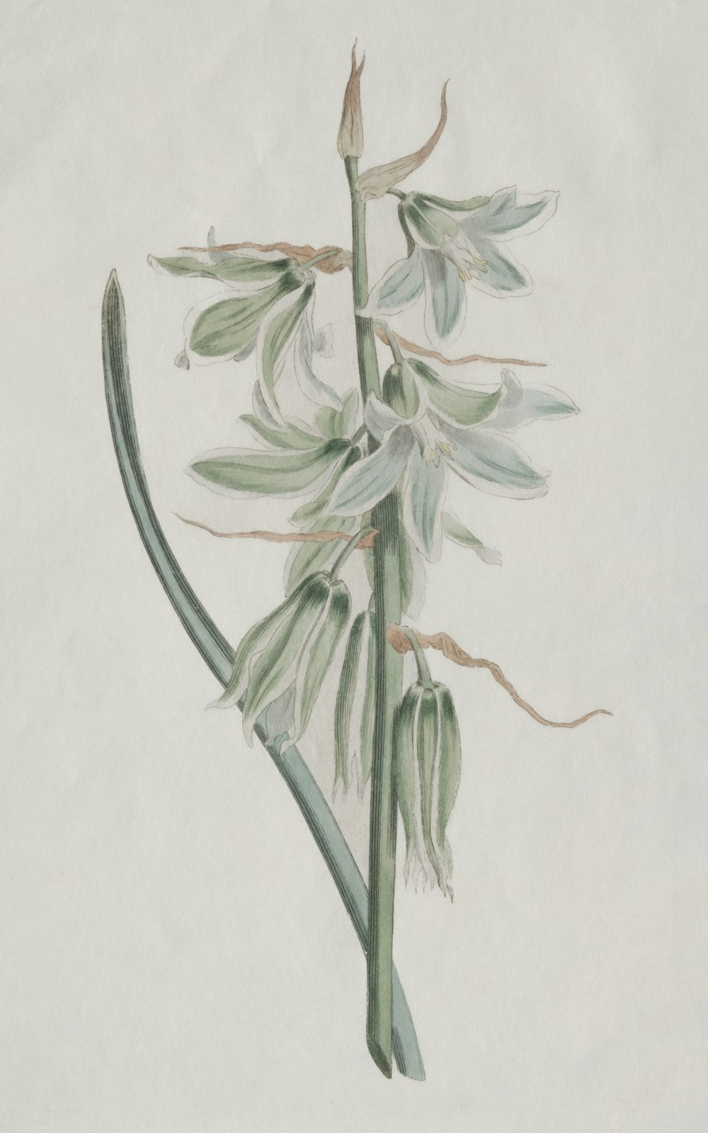 a drawing of a plant with green leaves