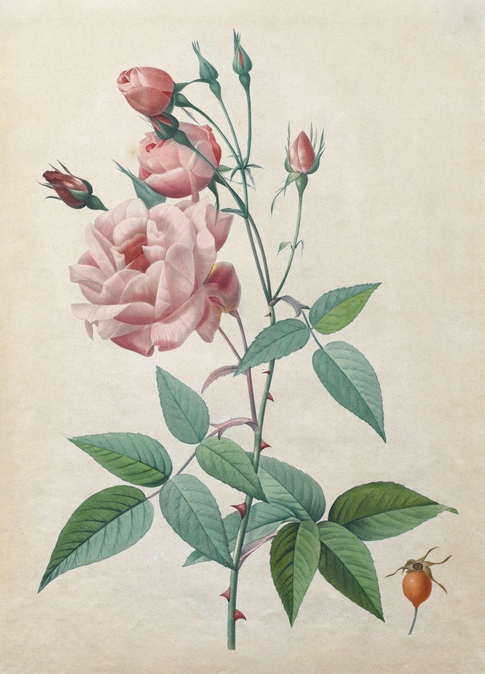 a drawing of a pink rose and a ladybug