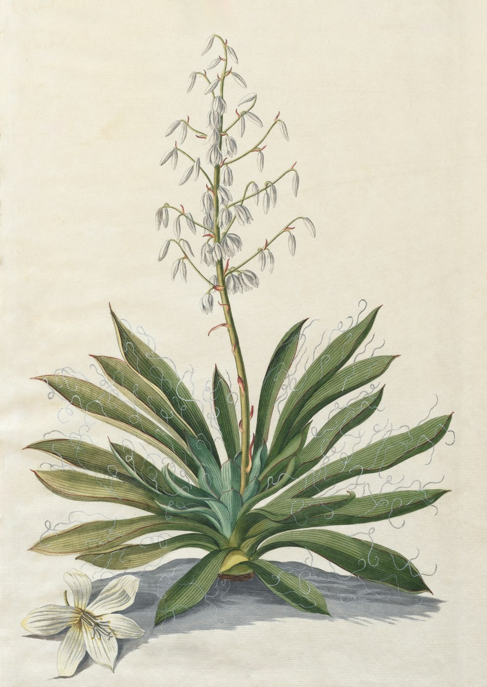 a drawing of a plant with white flowers