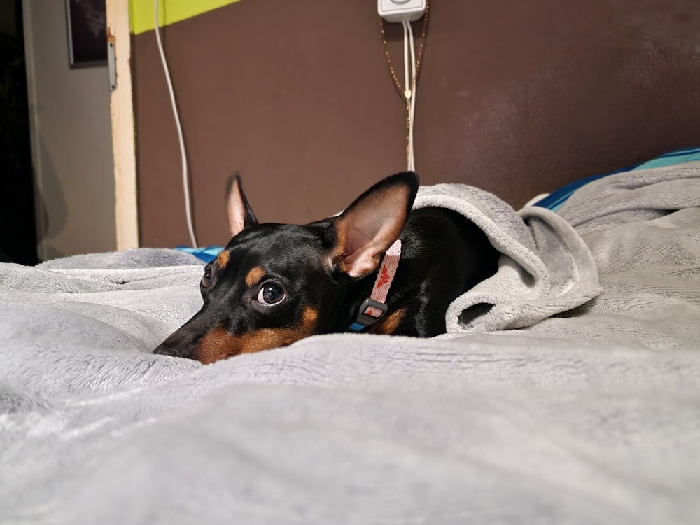 a black and brown dog laying on top of a bed