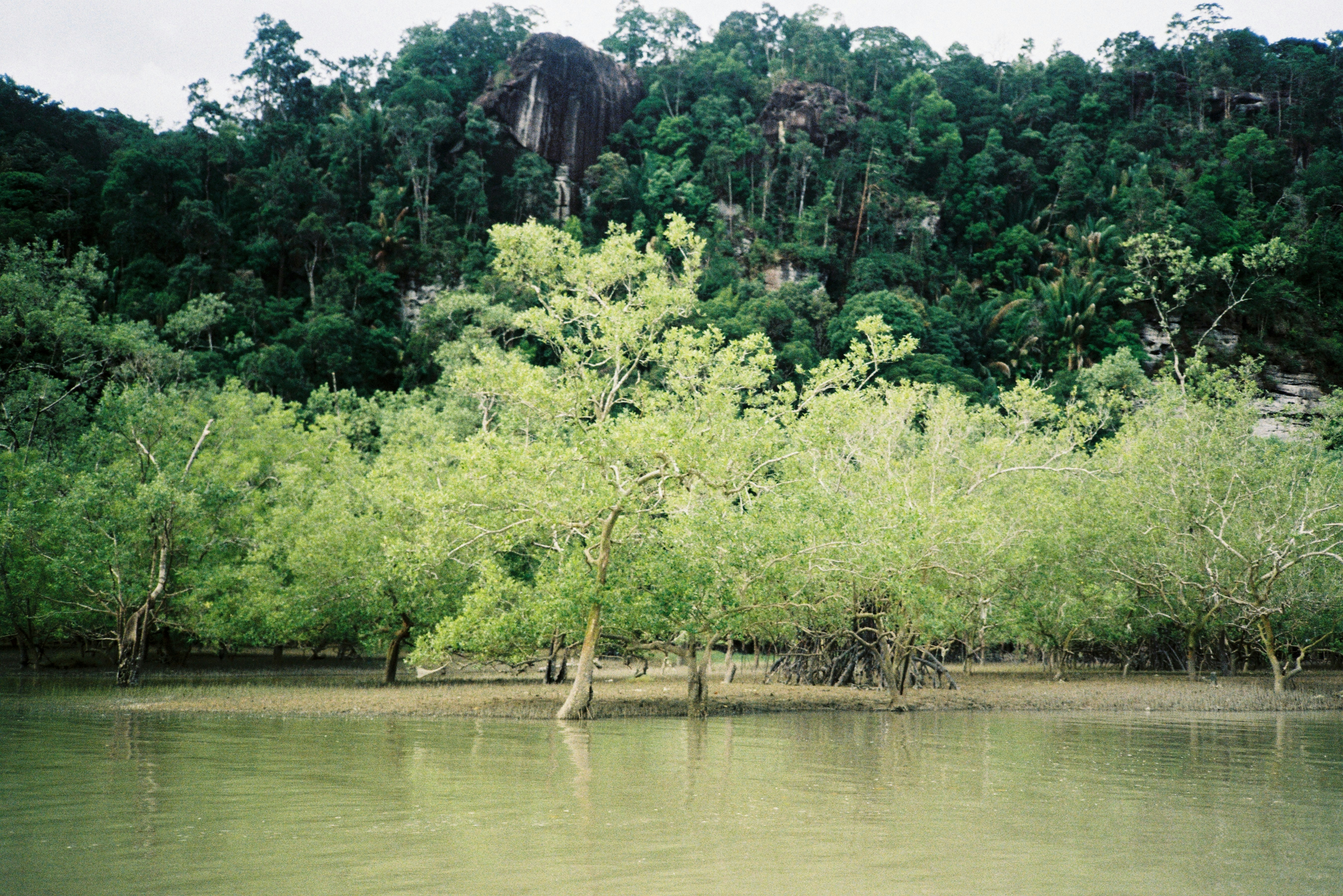 a body of water with trees in the background