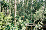 A vibrant digital marketing campaign poster featuring orangutans in a lush Sumatran forest.