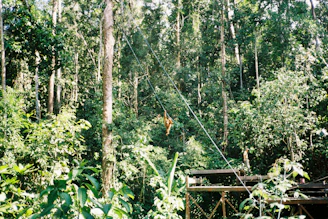 Scenic view of Bukit Lawang rainforest with orangutans in Sumatra.