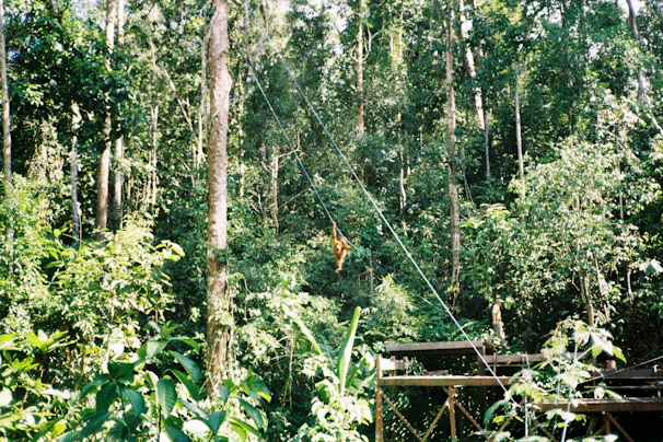 A panoramic view of the Sumatran rainforest with an orangutan perched high above, blending into the vibrant greenery.