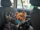 A small dog with tan and black fur is seated in a pet carrier on the back seat of a car. The interior of the car has patterned seat coverings, and the dog is wearing a blue harness. The carrier is decorated with white paw prints. Outside, part of a green building and a parked car are visible through the window.