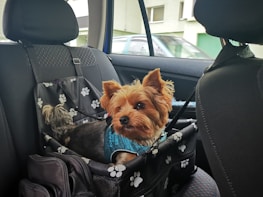 A small dog with tan and black fur is seated in a pet carrier on the back seat of a car. The interior of the car has patterned seat coverings, and the dog is wearing a blue harness. The carrier is decorated with white paw prints. Outside, part of a green building and a parked car are visible through the window.