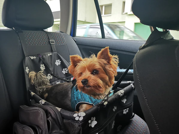 A cozy pet carrier placed on the backseat of a clean vehicle ready for travel.