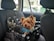 A small dog with tan and black fur is seated in a pet carrier on the back seat of a car. The interior of the car has patterned seat coverings, and the dog is wearing a blue harness. The carrier is decorated with white paw prints. Outside, part of a green building and a parked car are visible through the window.