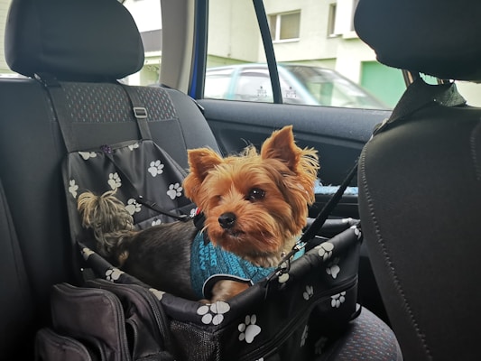 A small dog with tan and black fur is seated in a pet carrier on the back seat of a car. The interior of the car has patterned seat coverings, and the dog is wearing a blue harness. The carrier is decorated with white paw prints. Outside, part of a green building and a parked car are visible through the window.