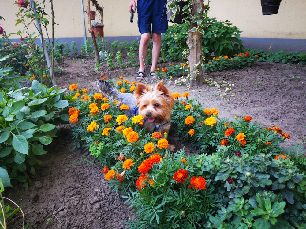 a small dog sitting in the middle of a flower garden