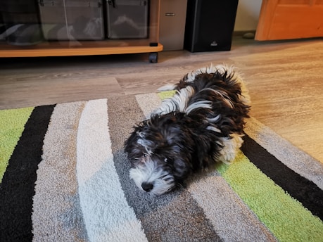 A small, fluffy black and white dog lies on a striped rug in a room with wooden flooring. The dog appears relaxed, with its head resting on its front paws. Behind the dog, there is a piece of furniture with storage compartments and electronic equipment, including speakers.