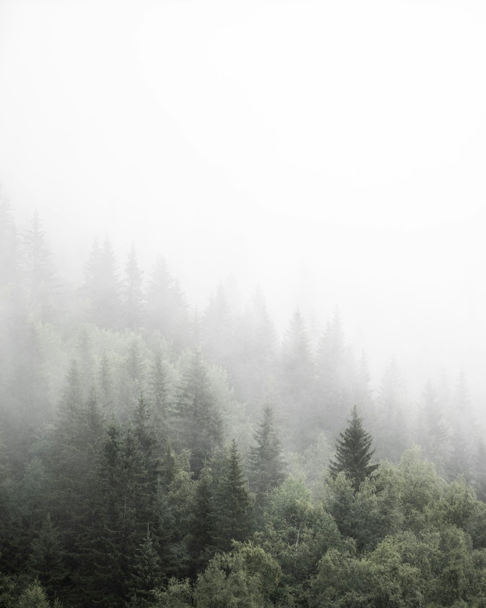 a foggy forest filled with lots of trees