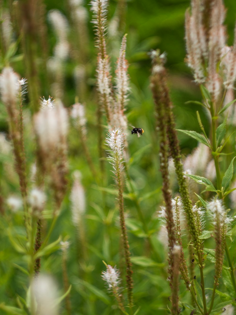 a bug is sitting on a flower in a field