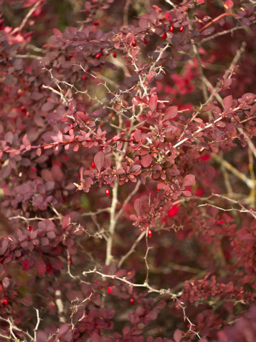 a close up of a tree with red leaves