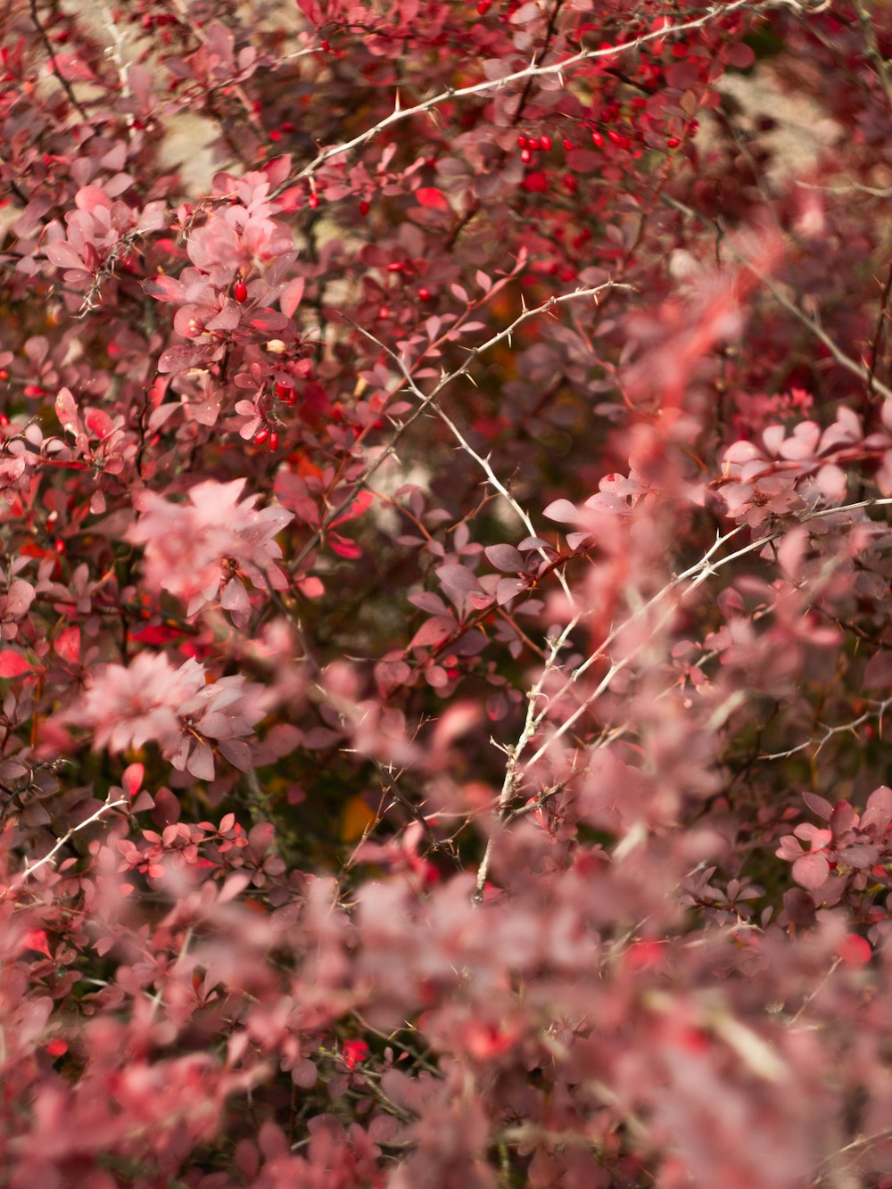 a bush with red leaves in the foreground