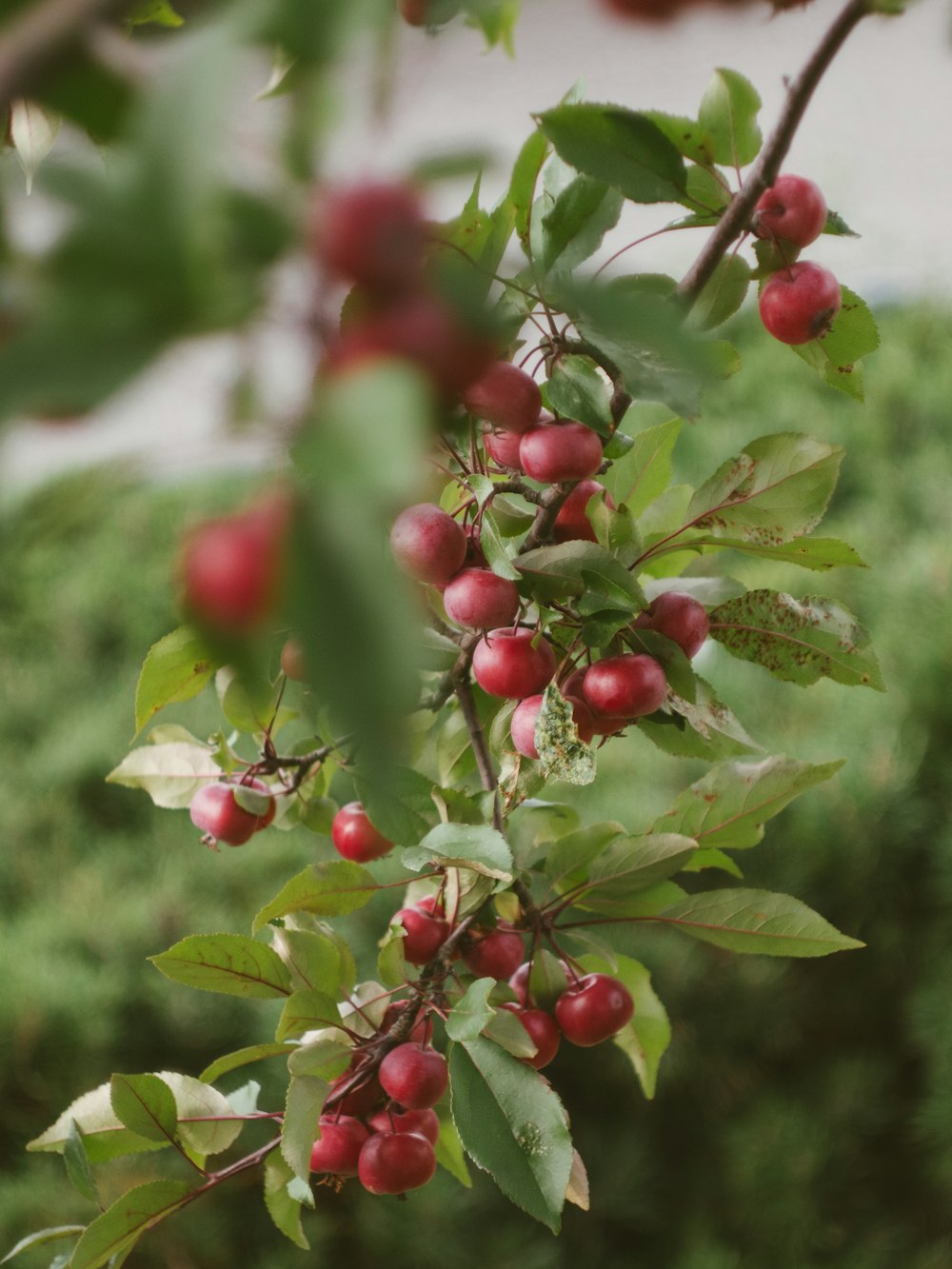 a branch with red berries hanging from it