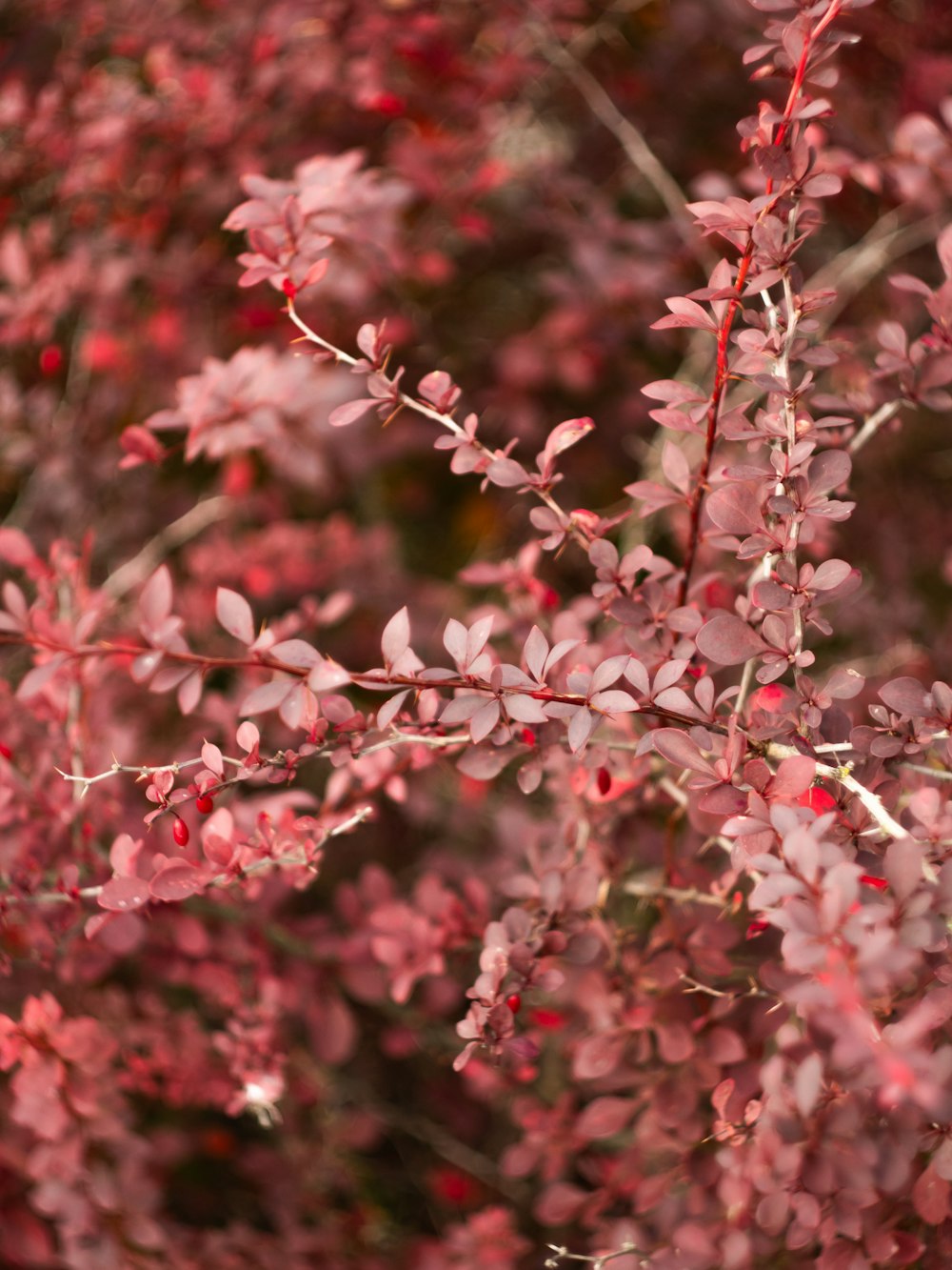 a close up of a tree with red leaves