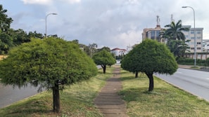 A neat row of trimmed bushes lining a suburban walkway.