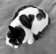 An elegant brushstroke painting of a curled-up cat resting peacefully.